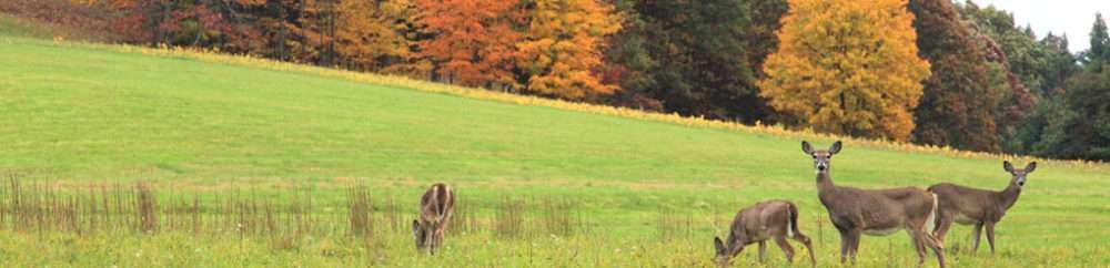 Timber Harvesting for Pennsylvania Forest and Wildlife