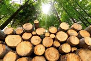 Logging Company Clearfield County