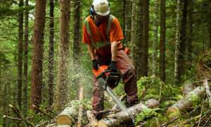 logging company clinton county