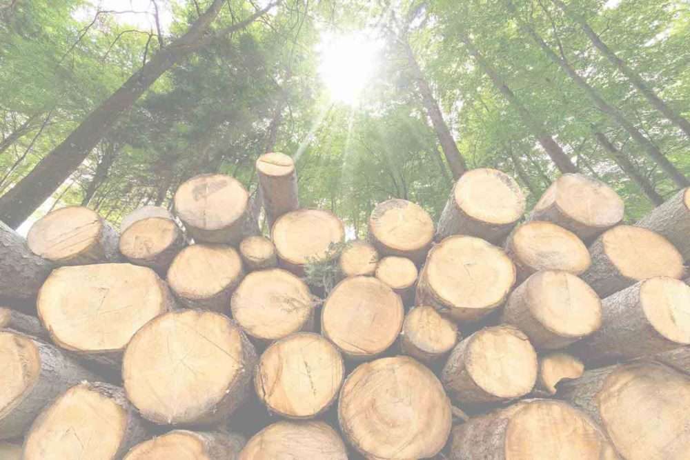 Contact Us Forestry Timber