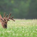 deer grazing in food plot
