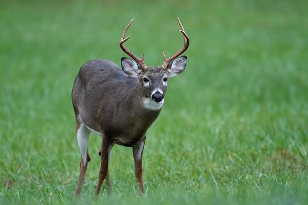 Buck in open grass field